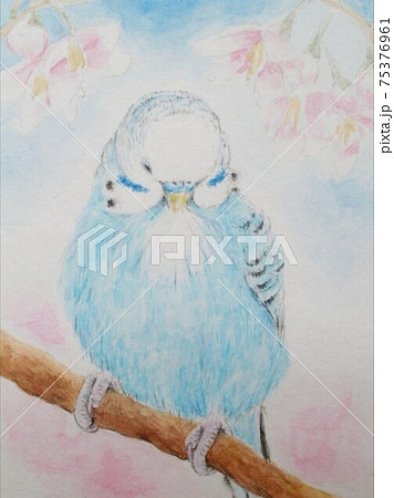 桜の木に止まったセキセイインコのイラスト素材 [75376961] - PIXTA