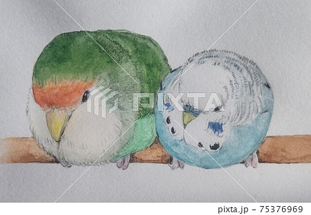 コザクラインコとセキセイインコ 75376969