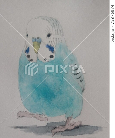ペタペタ走るセキセイインコのイラスト素材