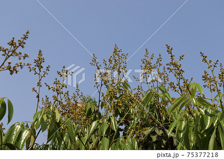 lychee flower with leaf on tree in firm 75377218