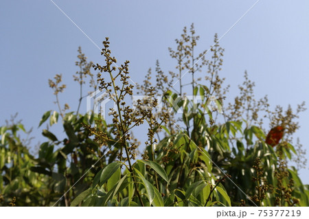 lychee flower with leaf on tree in firm lychee flower with leaf on tree in firm 75377219
