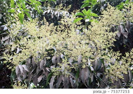 mango flower with leaf on tree in firm mango flower with leaf on tree in firm 75377253