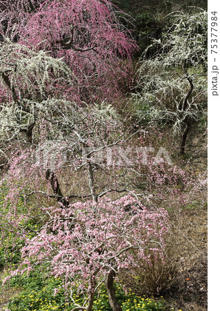 風情あふれるしだれ梅の庭園　掛川　龍尾神社 75377984