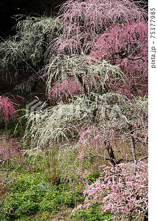 風情あふれるしだれ梅の庭園　掛川　龍尾神社 75377985