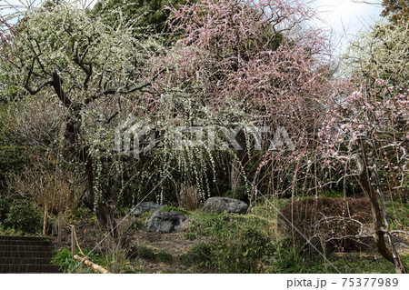 風情あふれるしだれ梅の庭園　掛川　龍尾神社 75377989