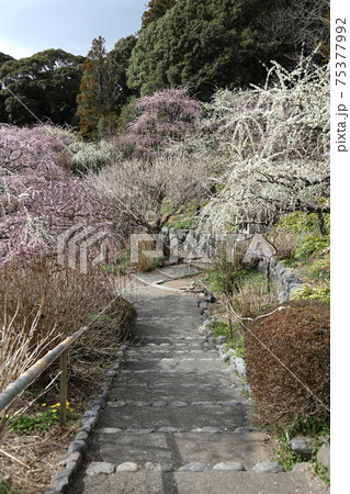 風情あふれるしだれ梅の庭園　掛川　龍尾神社 75377992