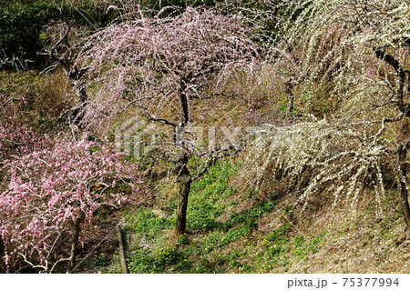 風情あふれるしだれ梅の庭園　掛川　龍尾神社 75377994