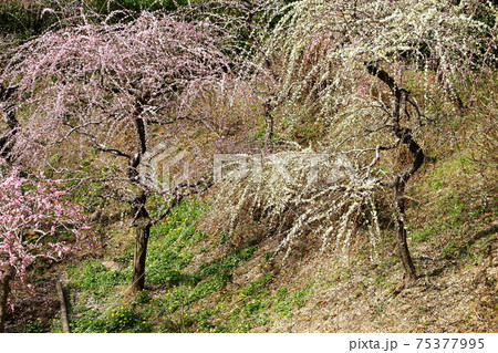 風情あふれるしだれ梅の庭園　掛川　龍尾神社 75377995