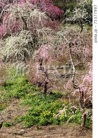 風情あふれるしだれ梅の庭園　掛川　龍尾神社 75377997