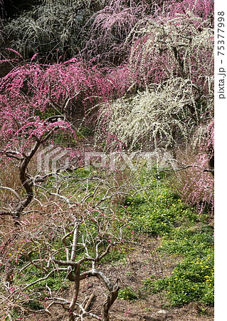 風情あふれるしだれ梅の庭園　掛川　龍尾神社 75377998