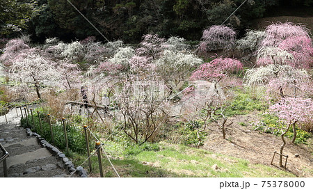 風情あふれるしだれ梅の庭園　掛川　龍尾神社 75378000