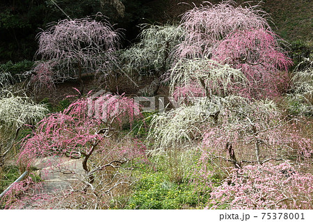 風情あふれるしだれ梅の庭園　掛川　龍尾神社 75378001