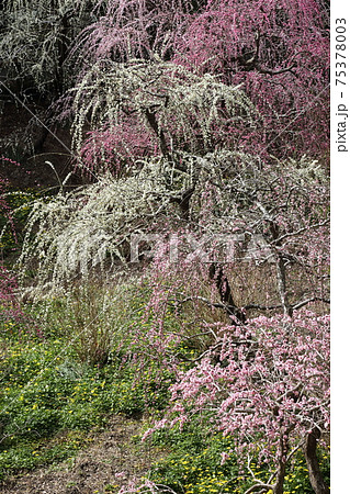 風情あふれるしだれ梅の庭園　掛川　龍尾神社 75378003
