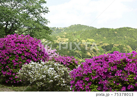 蹴上浄水場　蹴上のツツジ 75378013