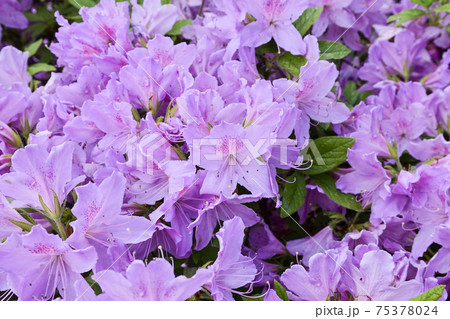 赤山禅院 ミツバツツジ 赤山禅院 ミツバツツジ 75378024