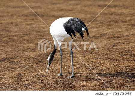 タンチョウヅルと岡山後楽園 75378042