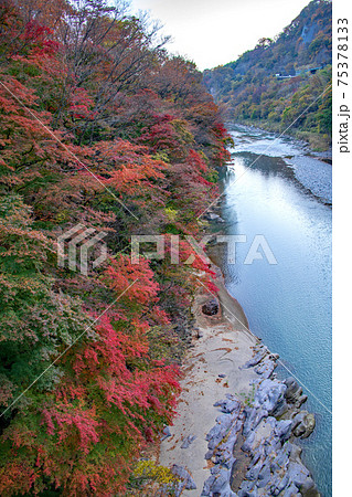 利根川沿い紅葉 綾戸橋からの景色 利根川沿い紅葉 綾戸橋からの景色 75378133