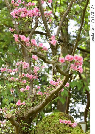 赤山禅院 ツツジ 赤山禅院 ツツジ 75378227