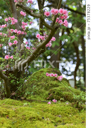 赤山禅院 ツツジ 赤山禅院 ツツジ 75378229