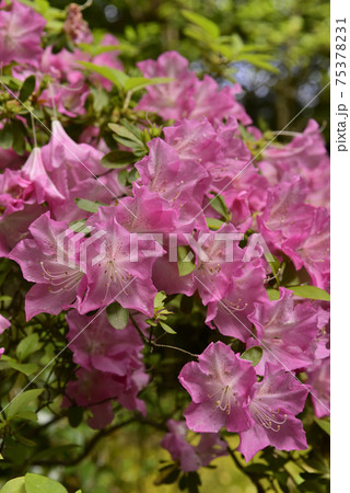 赤山禅院 ツツジ 赤山禅院 ツツジ 75378231