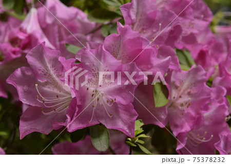 赤山禅院 ツツジ 赤山禅院 ツツジ 75378232