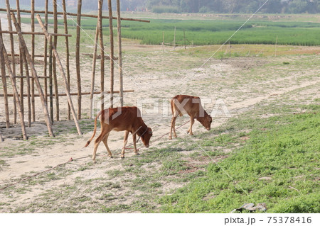 brown colored child cow on field 75378416