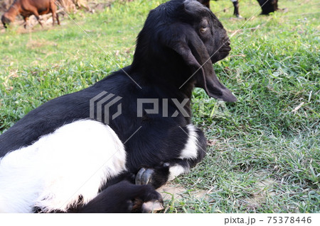 black and white goat on field 75378446