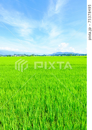 夏の爽やかな田園風景(安曇野) 夏の爽やかな田園風景(安曇野) 75378495
