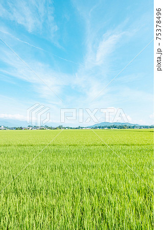夏の爽やかな田園風景(安曇野) 夏の爽やかな田園風景(安曇野) 75378496