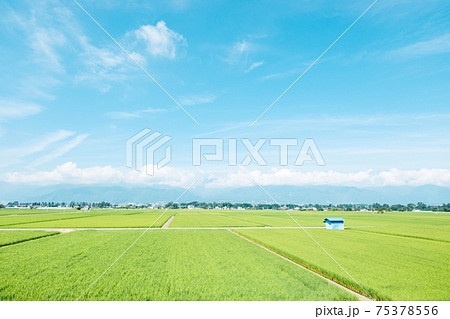 夏の爽やかな田園風景（安曇野） 75378556