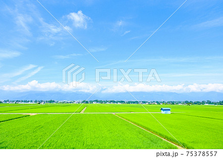 夏の爽やかな田園風景（安曇野） 75378557