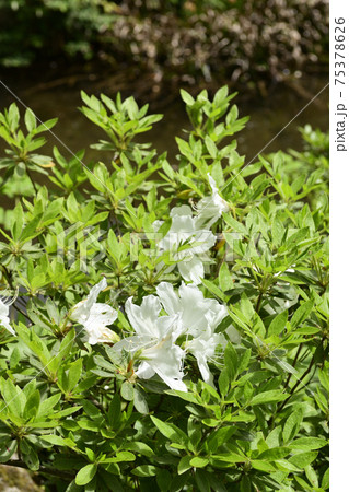 修学院離宮 下離宮 修学院離宮 下離宮 75378626