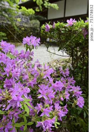 修学院離宮　下離宮 75378632