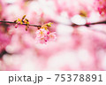 春の訪れの象徴的に表現した、河津桜の美しい写真 75378891