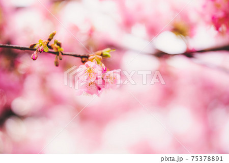 春の訪れの象徴的に表現した 河津桜の美しい写真の写真素材