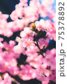 春の訪れの象徴的に表現した、河津桜の美しい写真 75378892