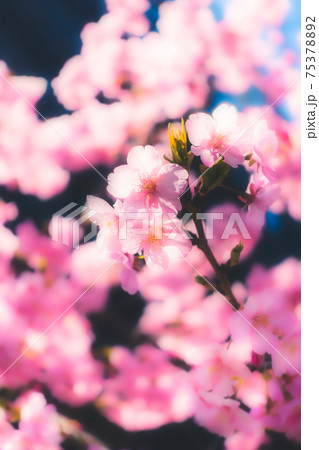 春の訪れの象徴的に表現した、河津桜の美しい写真 75378892