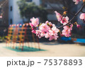 春の訪れの象徴的に表現した、河津桜の美しい写真 75378893