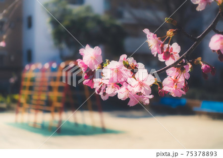 春の訪れの象徴的に表現した、河津桜の美しい写真 75378893