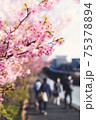 春の訪れの象徴的に表現した、河津桜の美しい写真 75378894