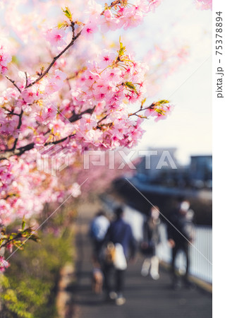 春の訪れの象徴的に表現した、河津桜の美しい写真 75378894