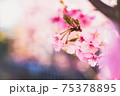 春の訪れの象徴的に表現した、河津桜の美しい写真 75378895
