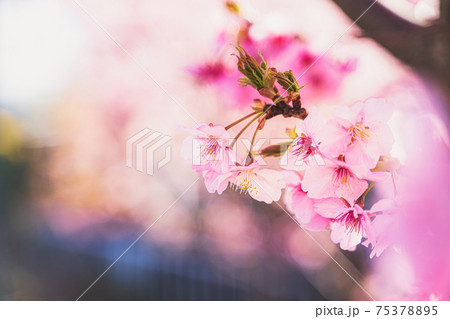 春の訪れの象徴的に表現した、河津桜の美しい写真 春の訪れの象徴的に表現した、河津桜の美しい写真 75378895