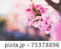 春の訪れの象徴的に表現した、河津桜の美しい写真 75378896