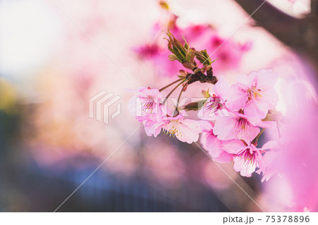春の訪れの象徴的に表現した、河津桜の美しい写真 75378896