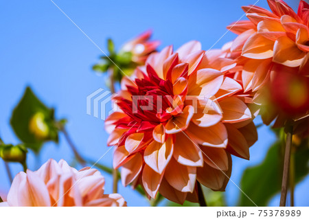 ダリアの花 75378989