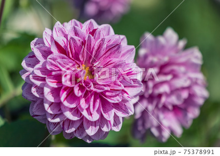 ダリアの花 ダリアの花 75378991