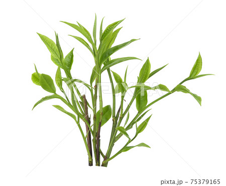 Green tea leaf isolated on white background 75379165