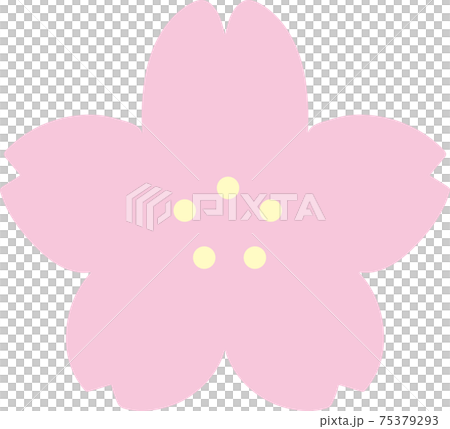 Cherry Blossom Cherry Blossom 75379293