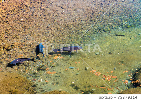 川　野鯉 75379314